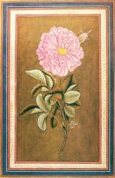 A rose by the Ottoman artist Abdullah Bukharī, c. 1733.